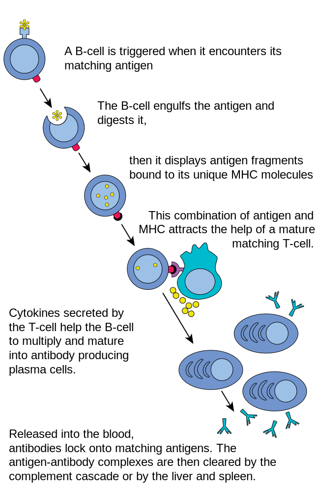 Definition and Characteristics, The Adaptive Immune Response: B-lymphocytes and Antibodies | Anatomy and Physiology II