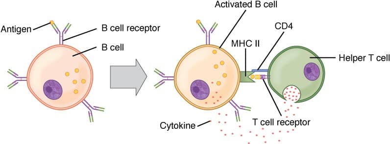 Adaptive vs innate immune responses, The Adaptive Immune Response: B-lymphocytes and Antibodies | Anatomy and Physiology II