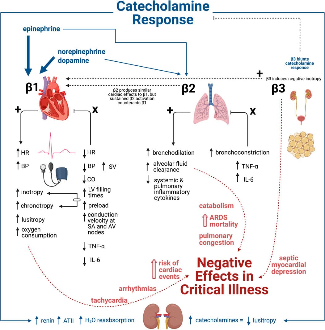 The Adrenergic System and Beta-Blockers, Frontiers | Beta-Adrenergic Blockade in Critical Illness