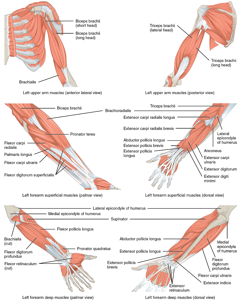 Agonist vs antagonist muscles, Unit 15: Muscle Anatomy and Movement – Douglas College Human Anatomy & Physiology I (2nd ed.)
