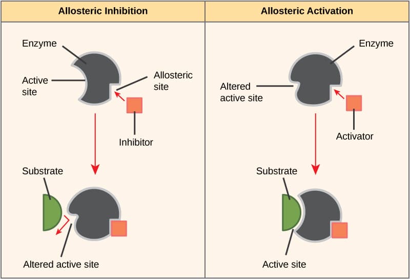 Allosteric Sites and Conformational Changes, Changes in Enzyme Activity – MHCC Biology 112: Biology for Health Professions