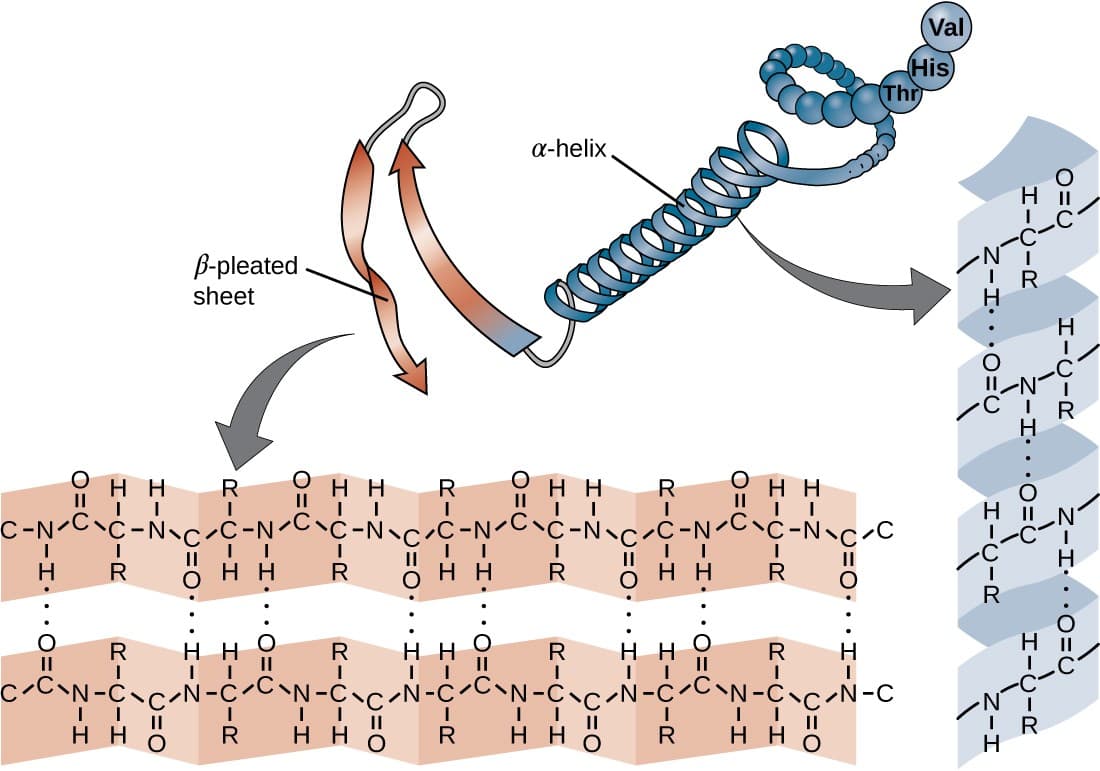 Alpha Helix and Beta Sheet Formation, Proteins | Microbiology