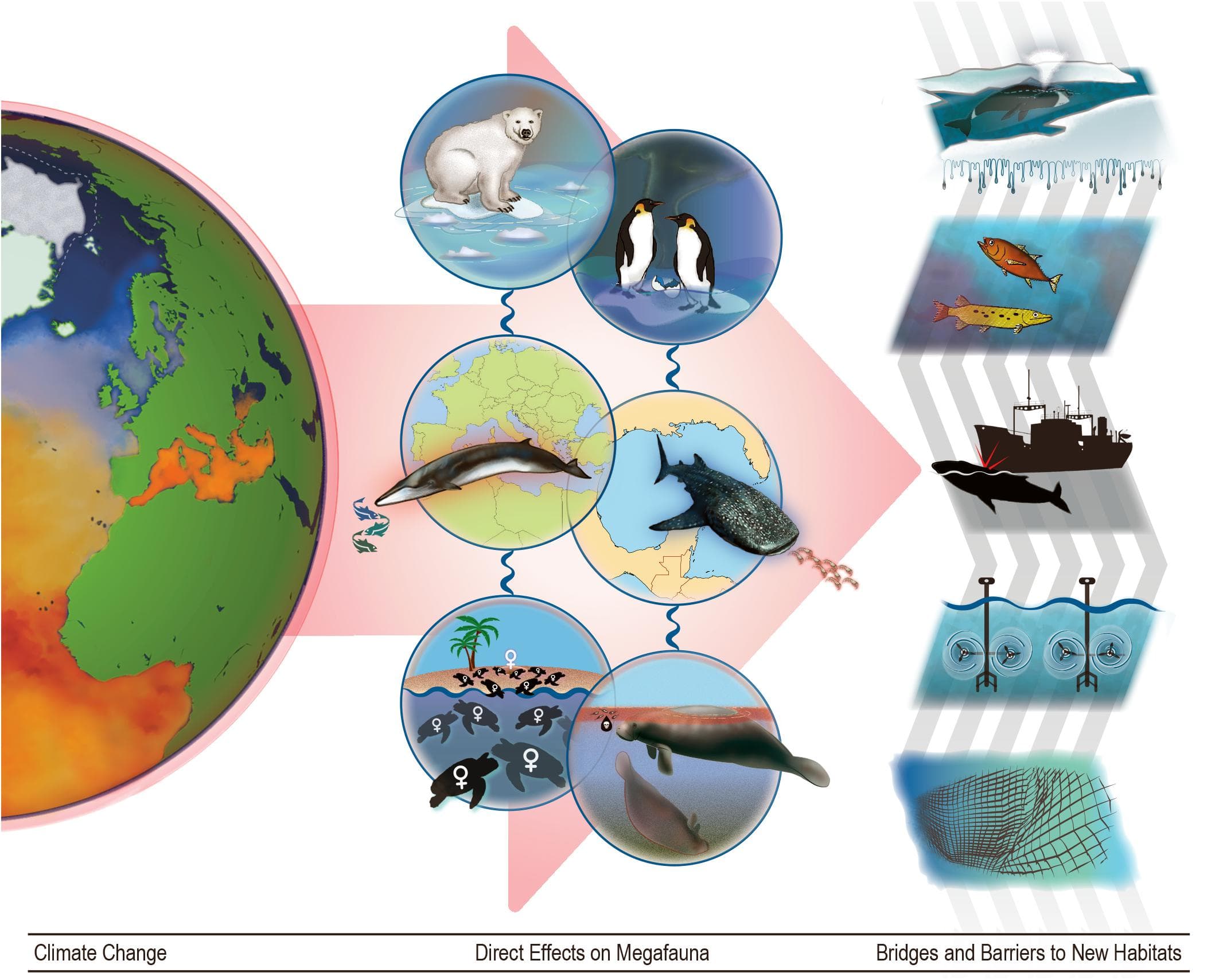 Altered migration patterns, Frontiers | Climate Change Will Re-draw the Map for Marine Megafauna and the People Who Depend ...