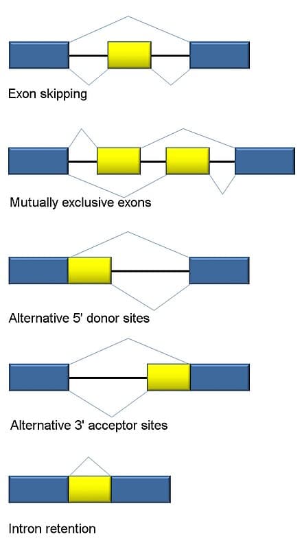 Alternative Splicing Mechanisms, Alternative splicing - Wikipedia
