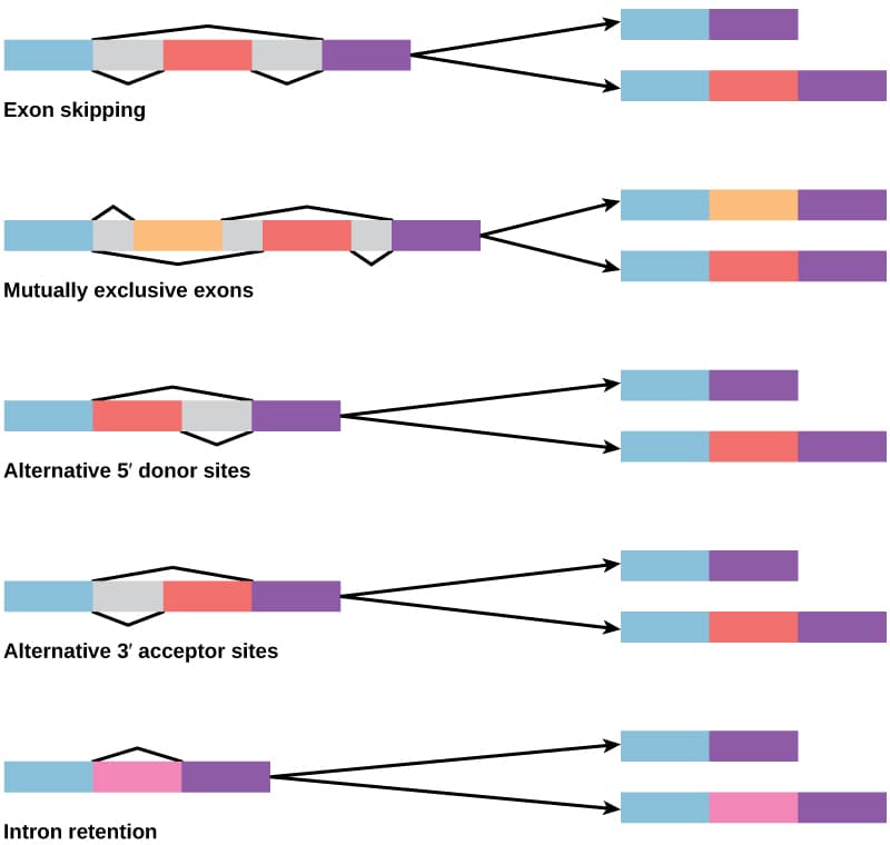 Alternative splicing for protein diversity, Eukaryotic Post-transcriptional Gene Regulation | OpenStax Biology 2e