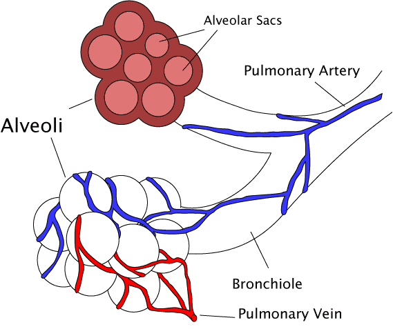 Alveolar structure and function, Development of the Respiratory System | Boundless Anatomy and Physiology