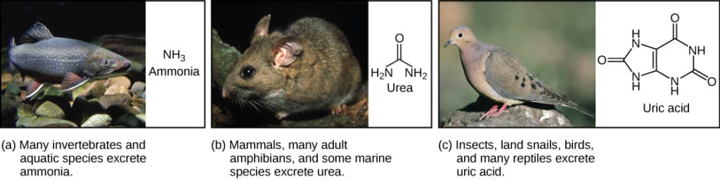 Ammonia: Highly Toxic and Water-Soluble, Excretion Systems | Biology for Majors II