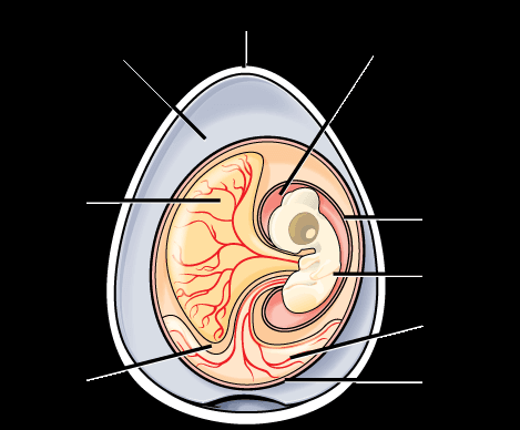 Amniotic egg development, Reptiles | OpenStax: Biology