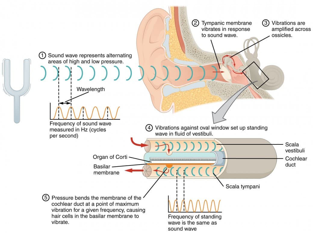 Amplitude vs frequency in sound perception, Audition and Somatosensation | Anatomy and Physiology I