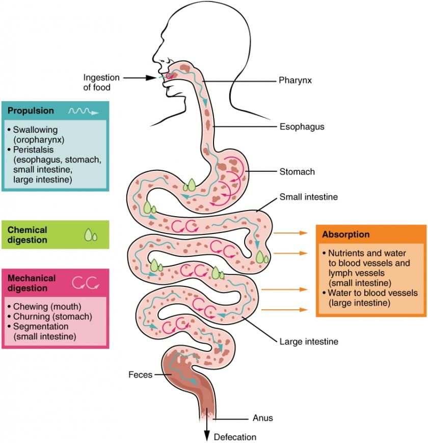 Amylase and Carbohydrate Digestion, Digestive System Processes and Regulation | Anatomy and Physiology II