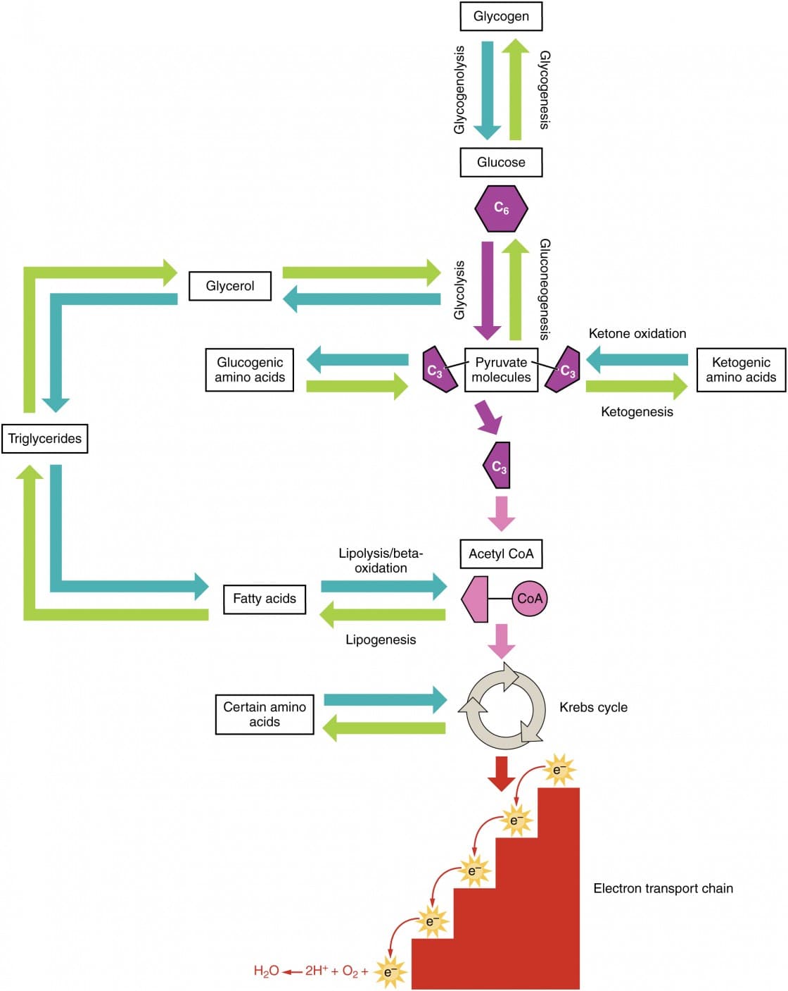 Anabolic and Catabolic Pathways, Protein Metabolism | Anatomy and Physiology II
