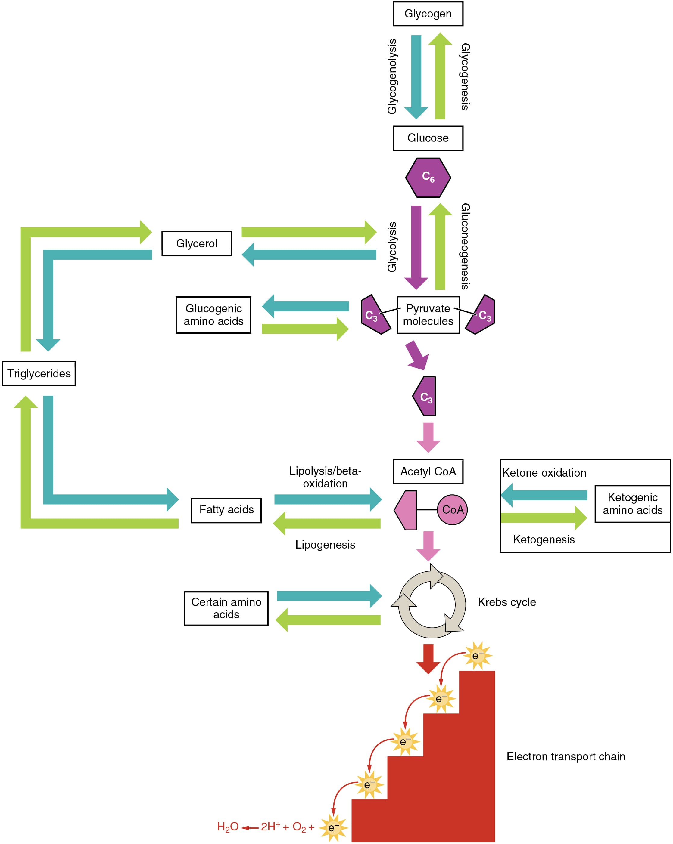 Anabolic vs catabolic pathways, Protein Metabolism · Anatomy and Physiology