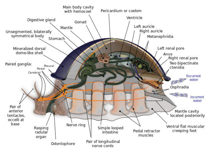 Anatomical features of Lophotrochozoa groups, Superphylum Lophotrochozoa | Boundless Biology