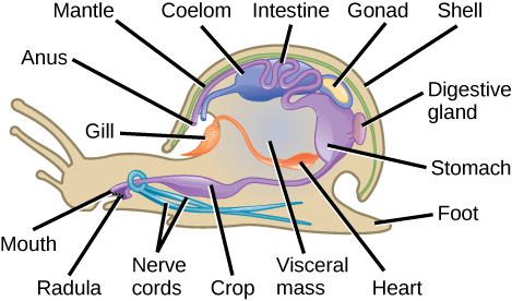 Anatomical features of mollusk classes, Phylum Mollusca | Biology for Non-Majors II