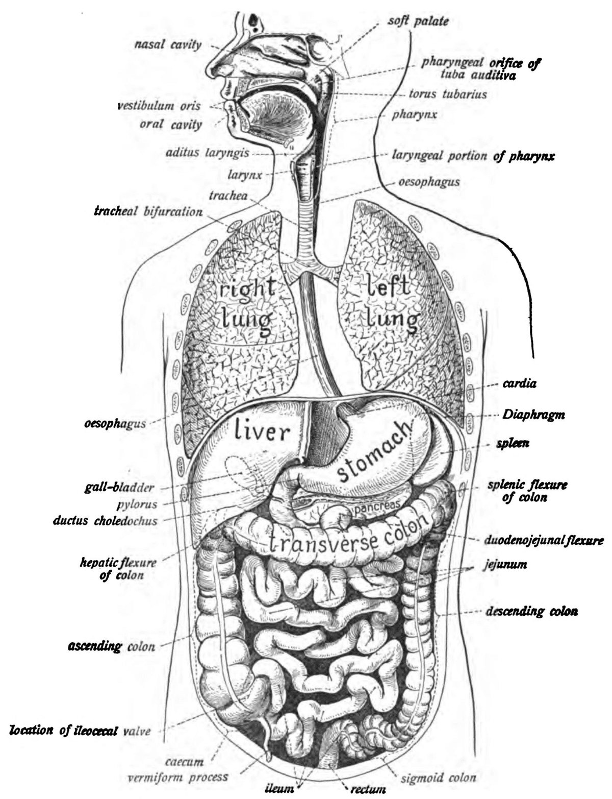 Anatomical structures of digestive system, Human digestive system - Wikipedia