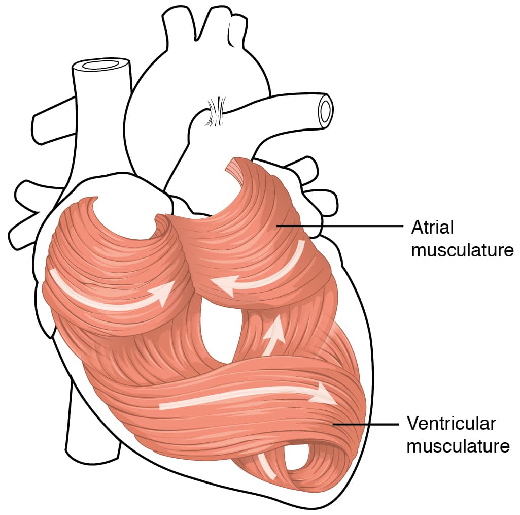 Anatomical structures of the heart, Heart Anatomy · Anatomy and Physiology