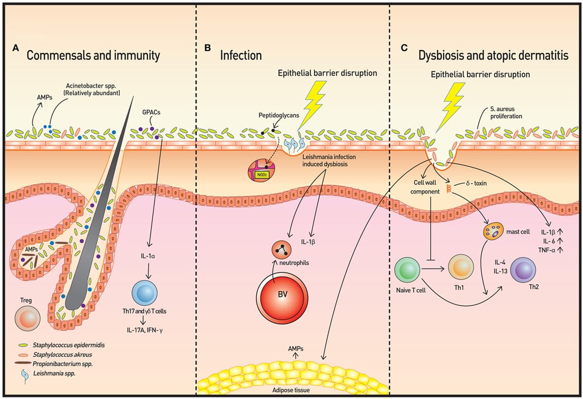 Anatomical structures for microbial interactions, Frontiers | The Role of Skin and Orogenital Microbiota in Protective Immunity and Chronic Immune ...