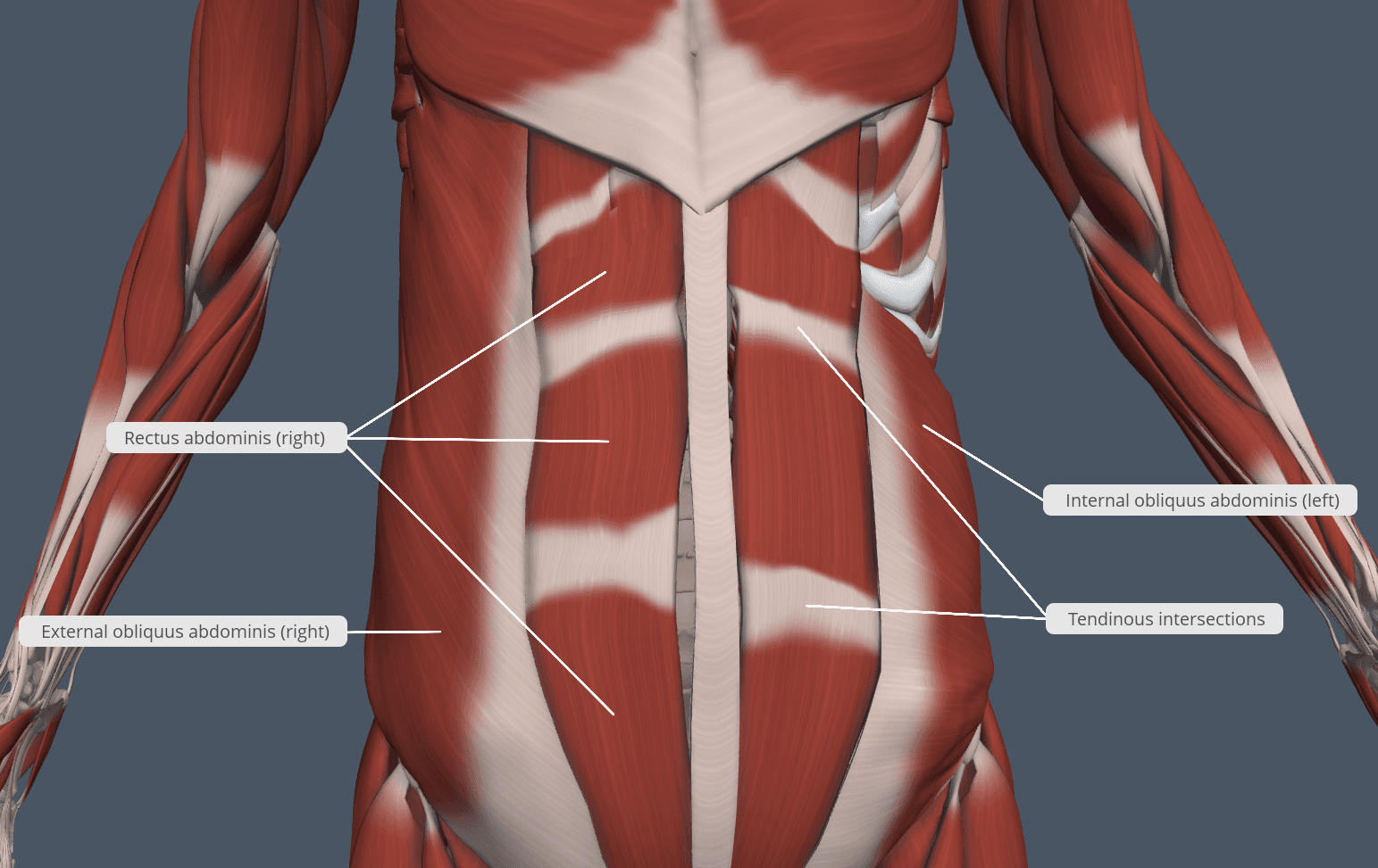 Structure of abdominal muscles, Chapter 9: MUSCULAR SYSTEM – Human Anatomy (MASTER)