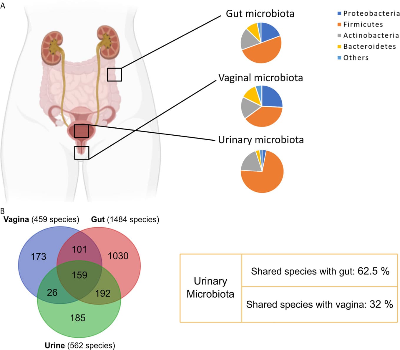 Anatomy of urogenital systems, Frontiers | Urinary Microbiome: Yin and Yang of the Urinary Tract