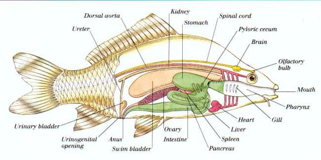 Anatomy of marine fishes, Fish anatomy - Wikipedia