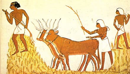 Grains and cereals, Cereal - Wikipedia