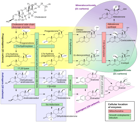 Androgens, antiandrogens, anabolic steroids in reproductive health, Androgen - Wikipedia