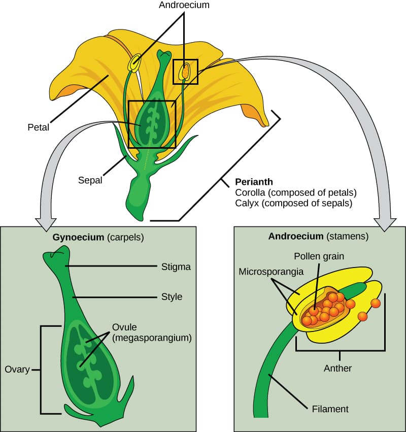 Flowers and fruits, Angiosperms | OpenStax Biology 2e