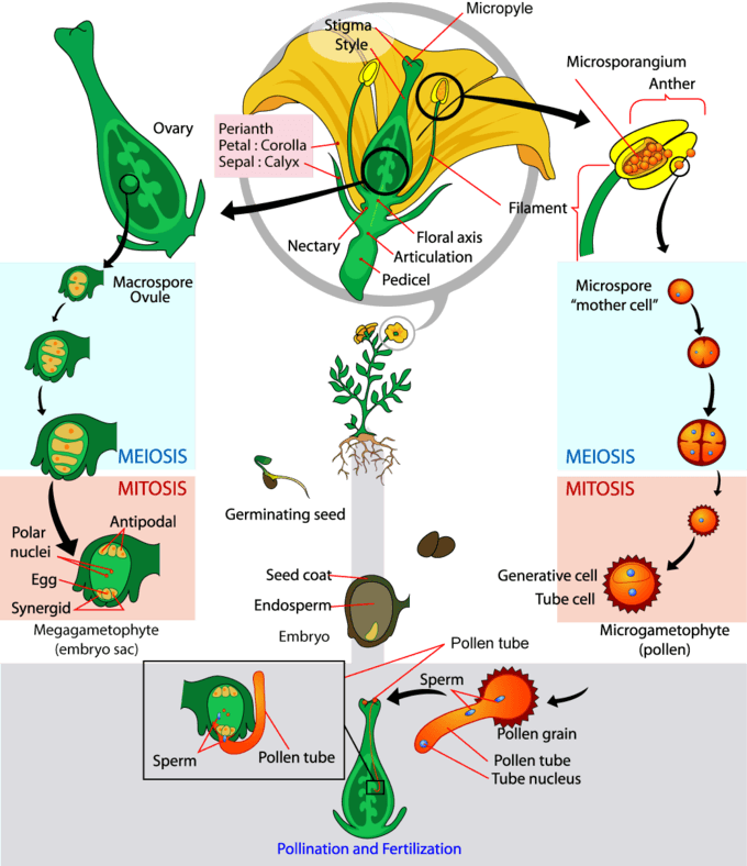 Animal contributions to angiosperm diversity, Angiosperms | Boundless Biology