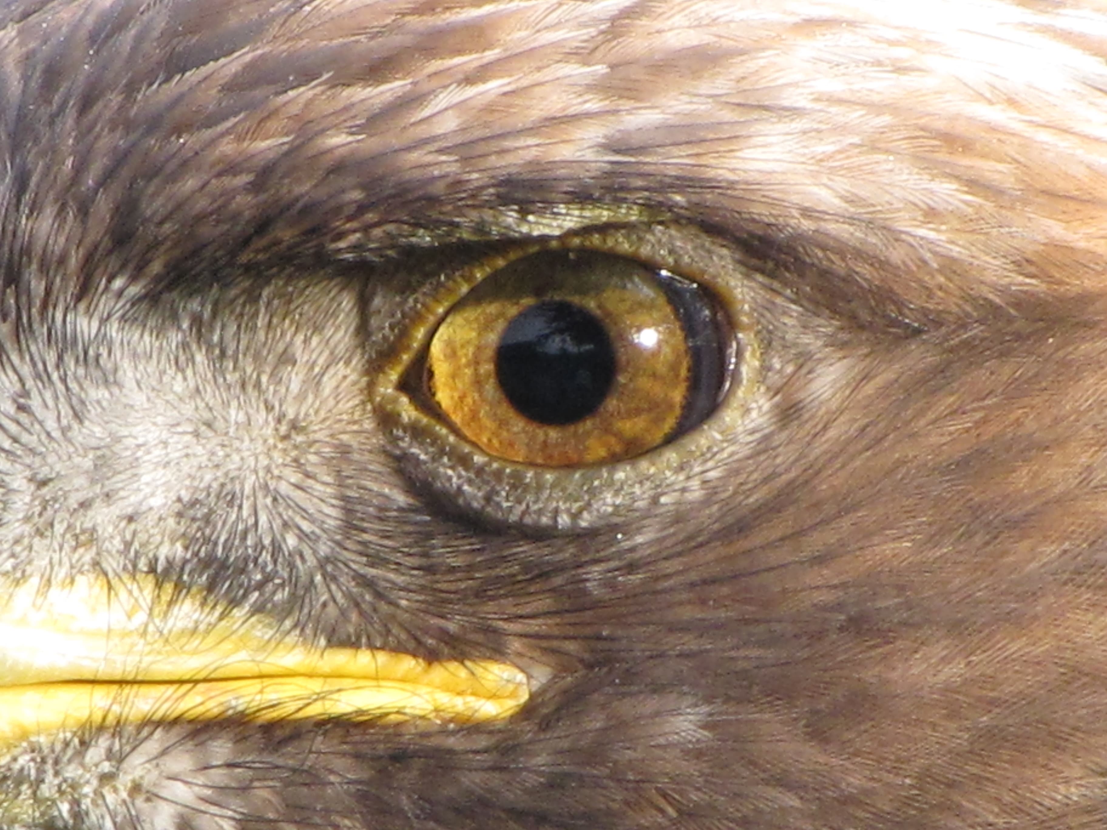 Vision, File:Golden Eagle eye.jpg - Wikipedia