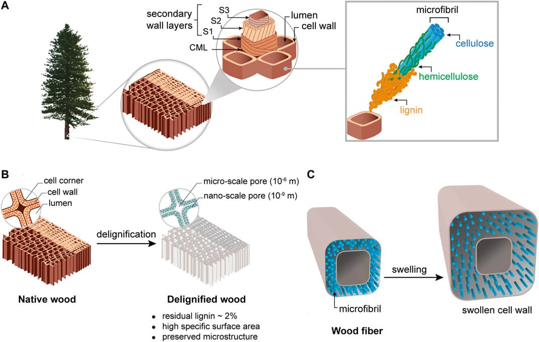 Anisotropic nature and cellular structure, Frontiers | Sustainable Wood Nanotechnologies for Wood Composites Processed by In-Situ ...