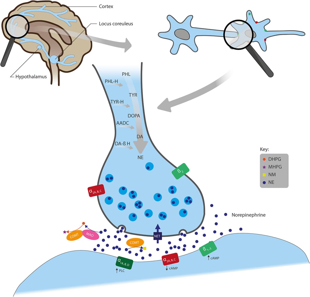 Key features and mechanisms of action, Frontiers | The Role of Norepinephrine and Its α-Adrenergic Receptors in the Pathophysiology and ...