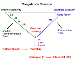 Anticoagulants and the Coagulation Cascade, Chronic Liver Disease and Hemostasis - emdocs