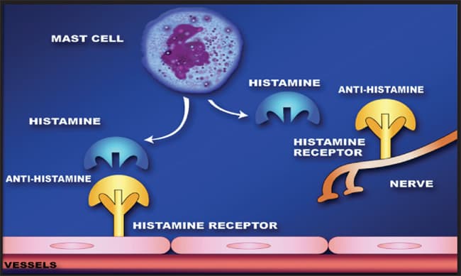 Key characteristics and mechanisms of action, File:Antihistamine.jpg - Wikipedia