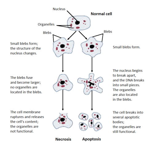 Apoptosis vs necrosis vs autophagy, Cell Biology 11: Apoptosis & Necrosis