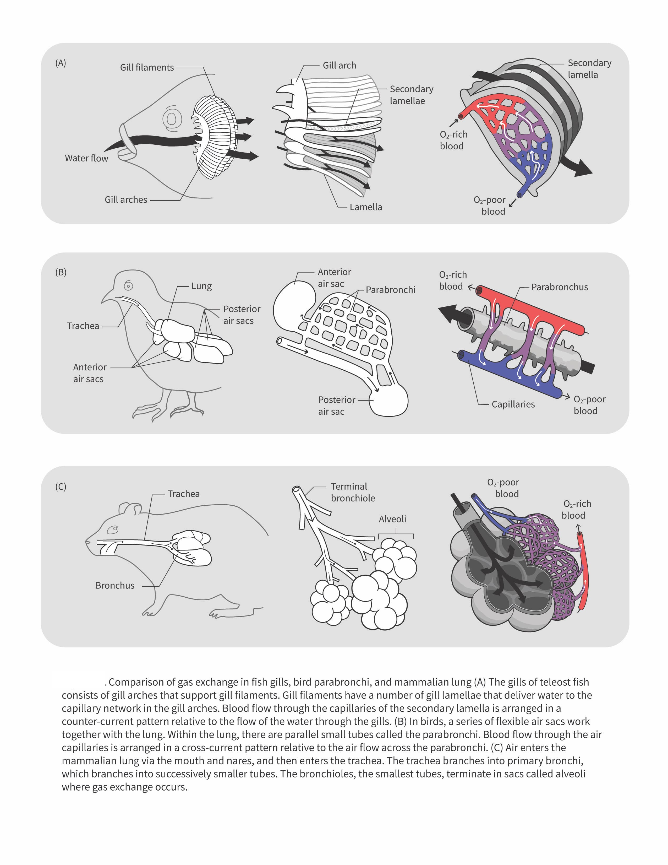Aquatic Respiratory Structures, 2.3 – Gaseous Exchange Mechanisms – Introductory Animal Physiology