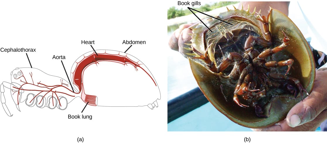 Adaptations for arthropod diversity, Phylum Arthropoda | Biology for Majors II