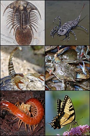 Segmented body plan, Arthropod - Wikipedia