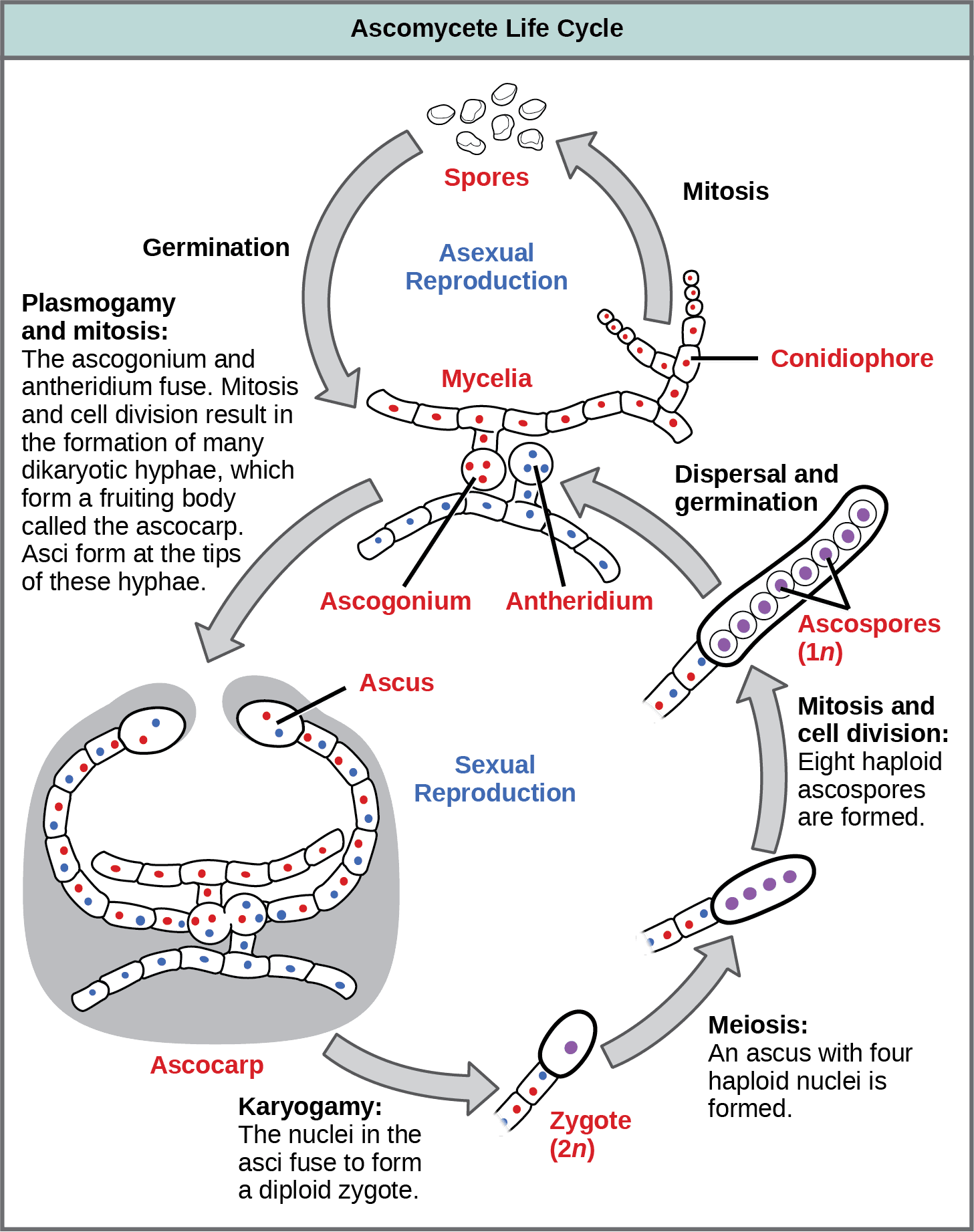 Asexual vs sexual reproduction, Classifications of Fungi | OpenStax Biology 2e