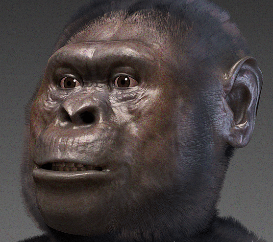 Anatomical Characteristics, Australopithecus afarensis - Wikipedia