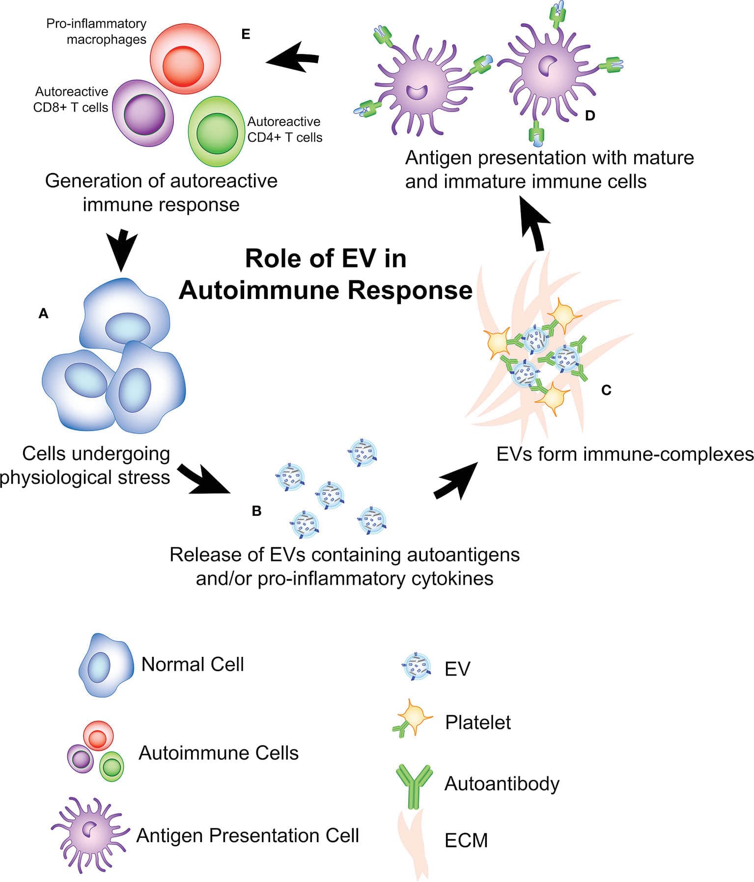 Autoimmune disorders: pathophysiology and treatment, Frontiers | The Role of Extracellular Vesicles in the Pathogenesis and Treatment of Autoimmune ...