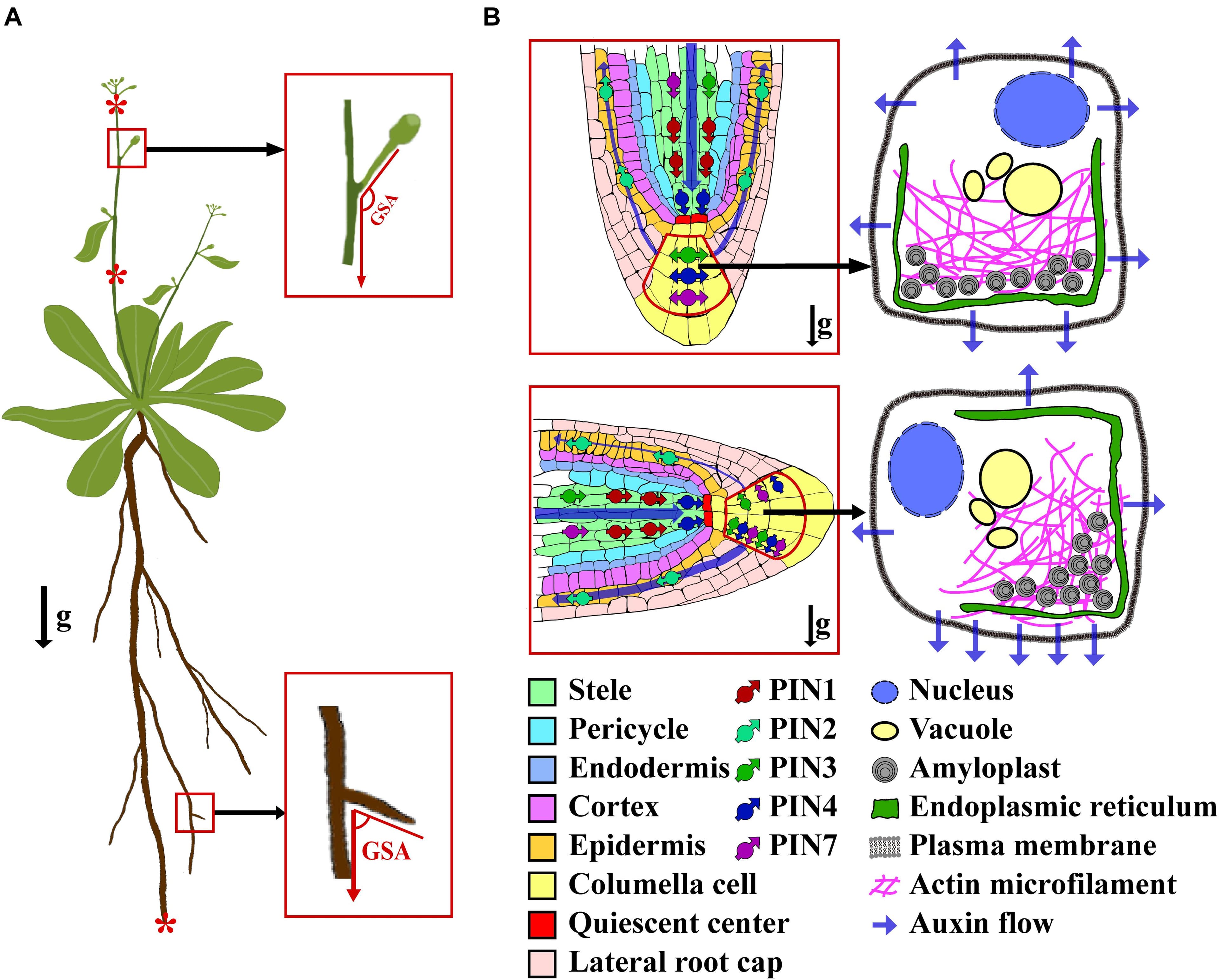 Auxins, Frontiers | LAZY Gene Family in Plant Gravitropism