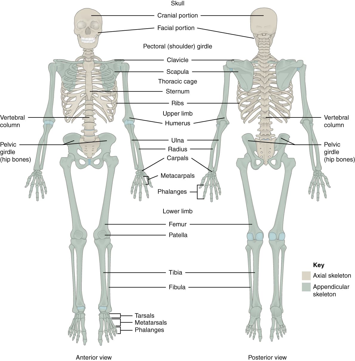 Axial and Appendicular Skeletons, Introduction to the Appendicular Skeleton | Anatomy and Physiology I