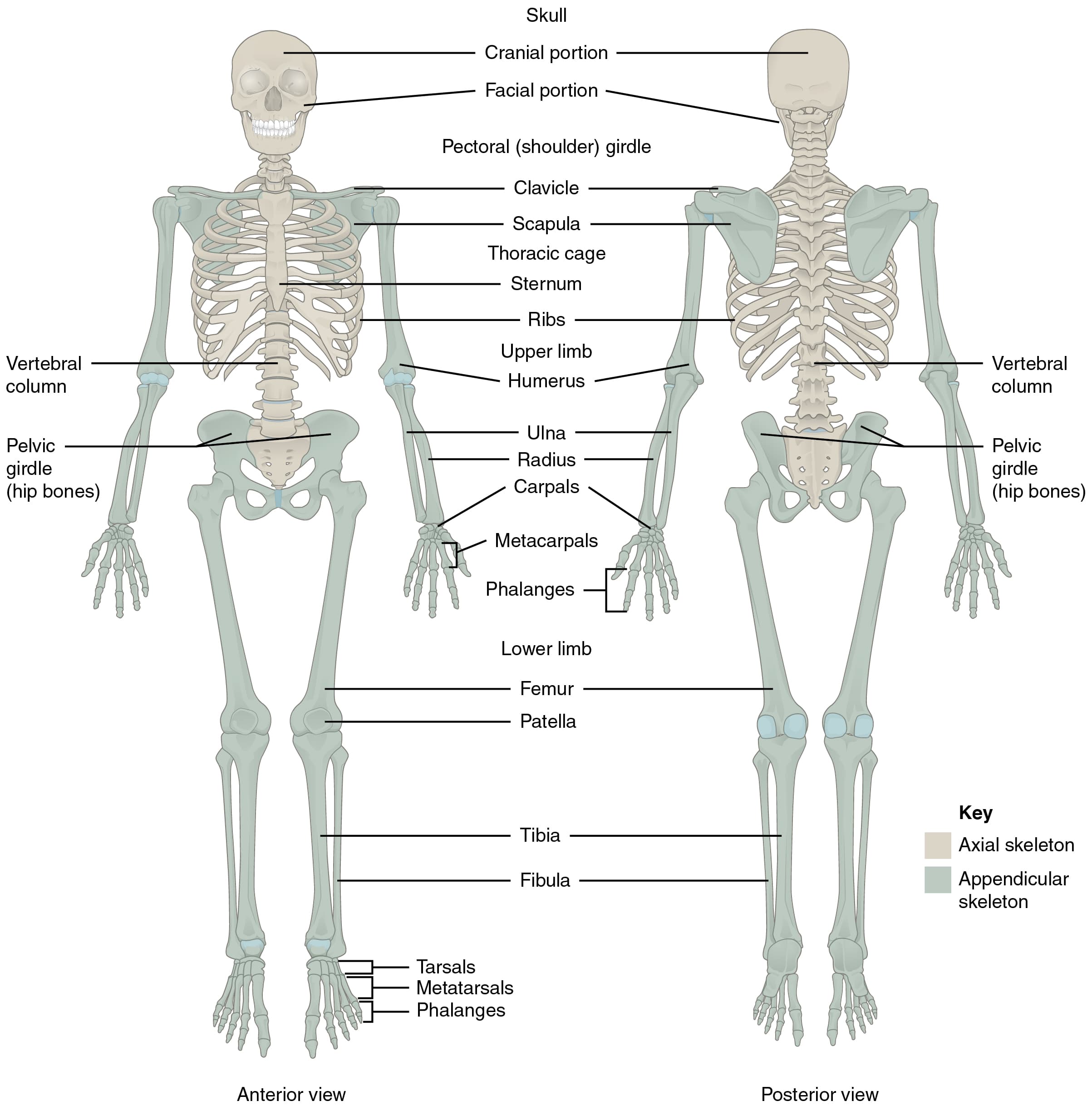 Axial vs appendicular skeleton, Divisions of the Skeletal System · Anatomy and Physiology
