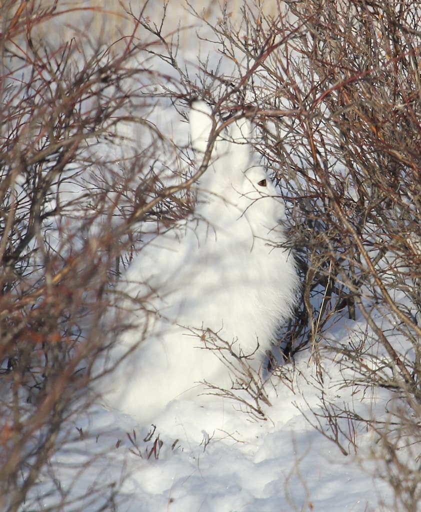Background matching, Arctic Hare | Emma | Flickr