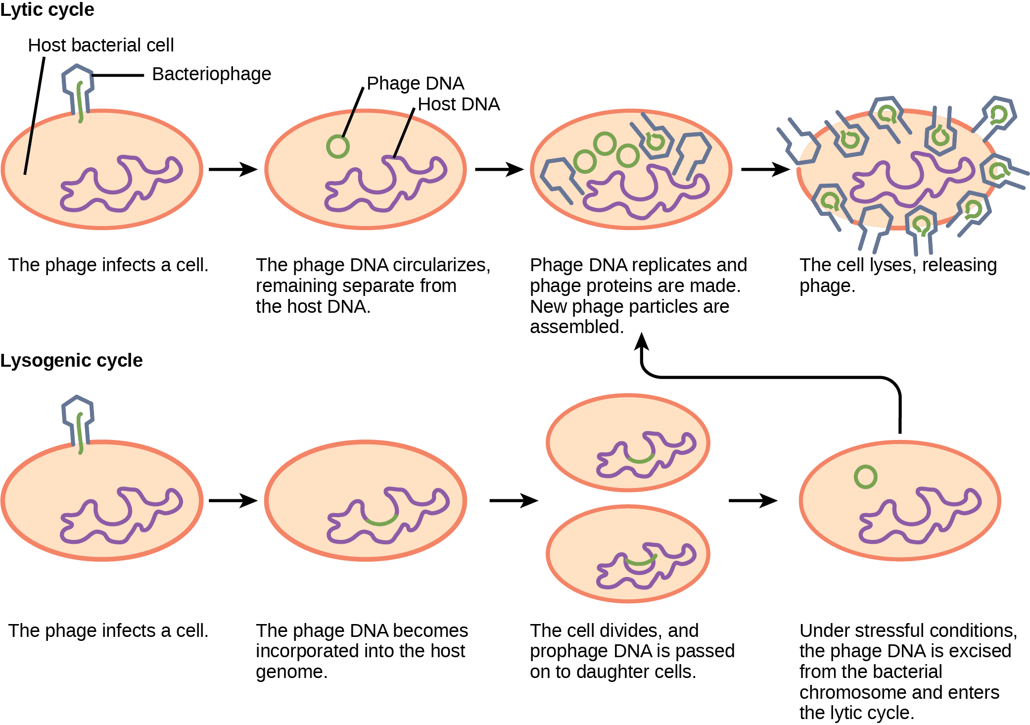Structure and lifecycle of bacteriophages, Virus Infections and Hosts | OpenStax Biology 2e
