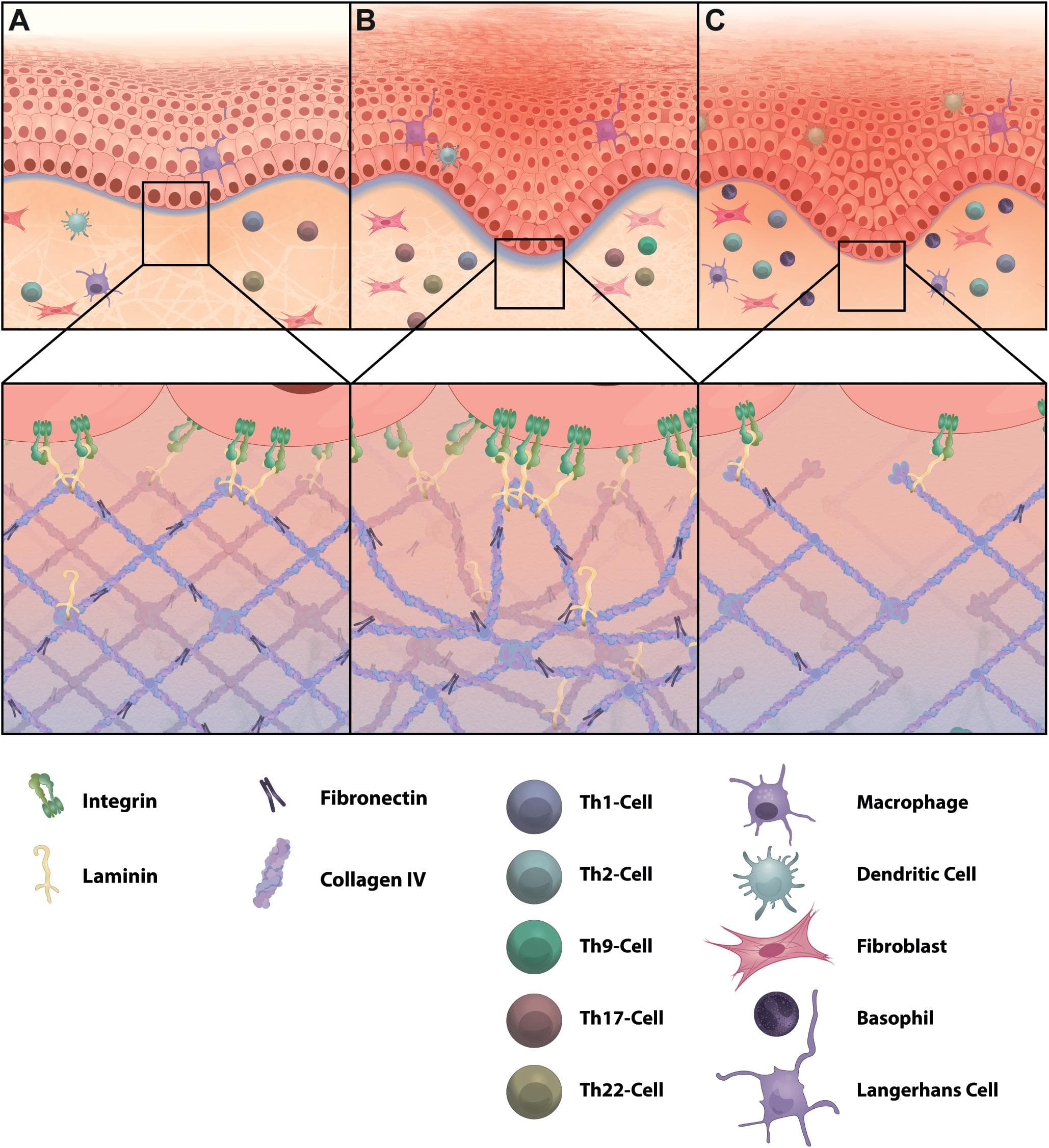 Barrier Function and Protection, Frontiers | The Extracellular Matrix in Skin Inflammation and Infection