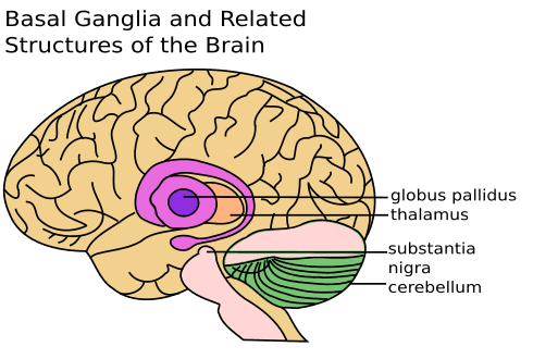 Basal Ganglia, File:Basal Ganglia and Related Structures.svg - Wikipedia, the free encyclopedia
