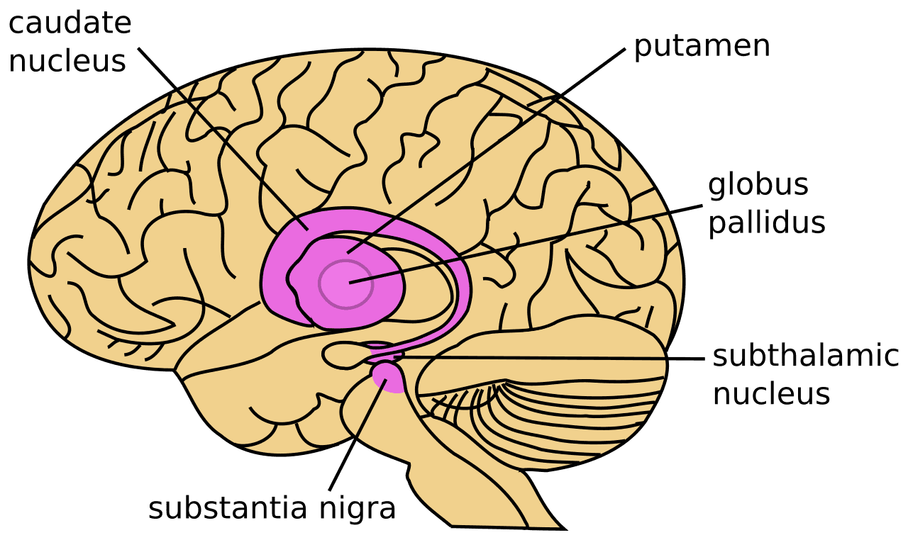 Main structures of the basal ganglia, File:Basal Ganglia lateral.svg - Wikimedia Commons