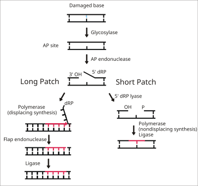 Base and Nucleotide Excision Repair, Base excision repair - Wikipedia