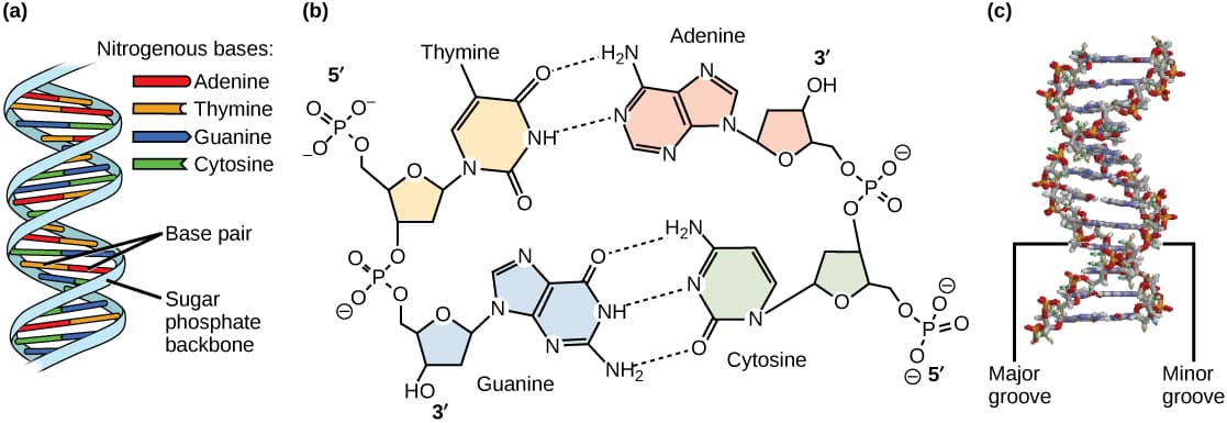 Base-pairing rule in DNA, DNA Structure and Sequencing · Biology